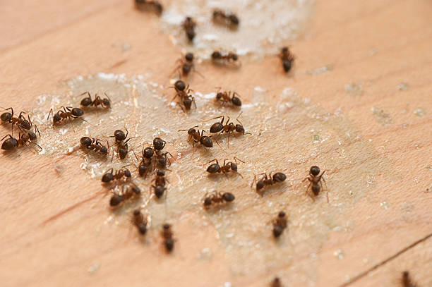 Best Wasp Removal Services  in South Dos Palos, CA