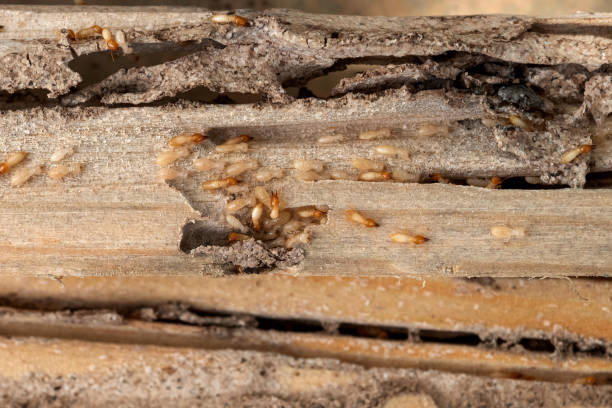 Trusted South Dos Palos, CA Pest Control Experts